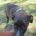 Photo of Tia (Adoption Pending)
