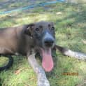 Photo of Tia (Adoption Pending)