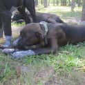 Photo of Tia (Adoption Pending)
