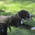 Photo of Winston (Adoption Pending)