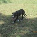 Photo of Winston (Adoption Pending)