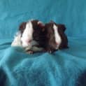 Photo of Hugh And Neo