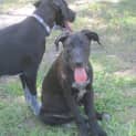 Photo of Lulu (Adoption Pending)