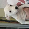 Photo of Dotty