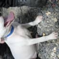Photo of Dotty
