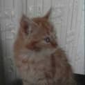 Photo of Lipton