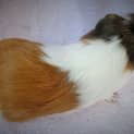 Photo of Clifford