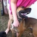 Photo of Shiloh (Adoption Pending)