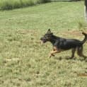 Photo of Bonner (Adoption Pending)