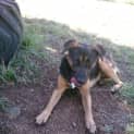 Photo of Bonner (Adoption Pending)