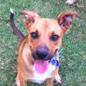 Photo of Dexter ~ Kelpie X, 8 Months (On Trial Paid 2/5/15)