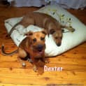 Photo of Dexter ~ Kelpie X, 8 Months (On Trial Paid 2/5/15)
