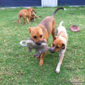 Photo of Dexter ~ Kelpie X, 8 Months (On Trial Paid 2/5/15)