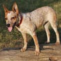 Photo of Shortcake
