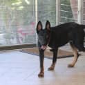 Photo of Deisal