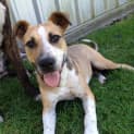 Photo of Sid ~ Cattle Dog Mix, (On Trial 10/4/15)