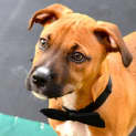 Photo of Dougall ~ Boxer X Puppy (On Trial 4/4/15)