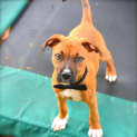 Photo of Dougall ~ Boxer X Puppy (On Trial 4/4/15)