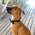 Photo of Dougall ~ Boxer X Puppy (On Trial 4/4/15)