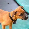 Photo of Dougall ~ Boxer X Puppy (On Trial 4/4/15)