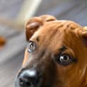 Photo of Dougall ~ Boxer X Puppy (On Trial 4/4/15)