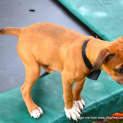 Photo of Dougall ~ Boxer X Puppy (On Trial 4/4/15)