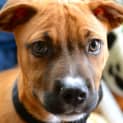 Photo of Dougall ~ Boxer X Puppy (On Trial 4/4/15)