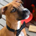 Photo of Dougall ~ Boxer X Puppy (On Trial 4/4/15)