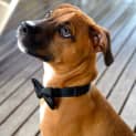 Photo of Dougall ~ Boxer X Puppy (On Trial 4/4/15)