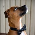 Photo of Dougall ~ Boxer X Puppy (On Trial 4/4/15)