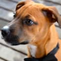 Photo of Dougall ~ Boxer X Puppy (On Trial 4/4/15)