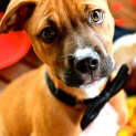 Photo of Dougall ~ Boxer X Puppy (On Trial 4/4/15)