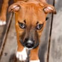 Photo of Dougall ~ Boxer X Puppy (On Trial 4/4/15)