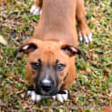 Photo of Dougall ~ Boxer X Puppy (On Trial 4/4/15)