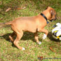 Photo of Dougall ~ Boxer X Puppy (On Trial 4/4/15)