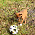 Photo of Dougall ~ Boxer X Puppy (On Trial 4/4/15)