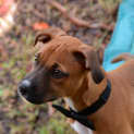Photo of Dougall ~ Boxer X Puppy (On Trial 4/4/15)