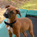 Photo of Dougall ~ Boxer X Puppy (On Trial 4/4/15)