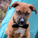 Photo of Dougall ~ Boxer X Puppy (On Trial 4/4/15)