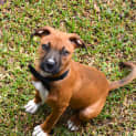 Photo of Dougall ~ Boxer X Puppy (On Trial 4/4/15)