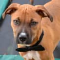 Photo of Dougall ~ Boxer X Puppy (On Trial 4/4/15)