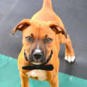 Photo of Dougall ~ Boxer X Puppy (On Trial 4/4/15)