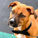 Photo of Dougall ~ Boxer X Puppy (On Trial 4/4/15)