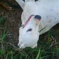 Photo of Bruce (Adoption Pending)
