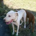 Photo of Bruce (Adoption Pending)