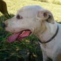 Photo of Bruce (Adoption Pending)