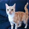 Photo of Honey