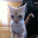 Photo of Honey