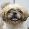 Photo of Oreo ~ 1501422