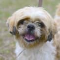 Photo of Oreo ~ 1501422